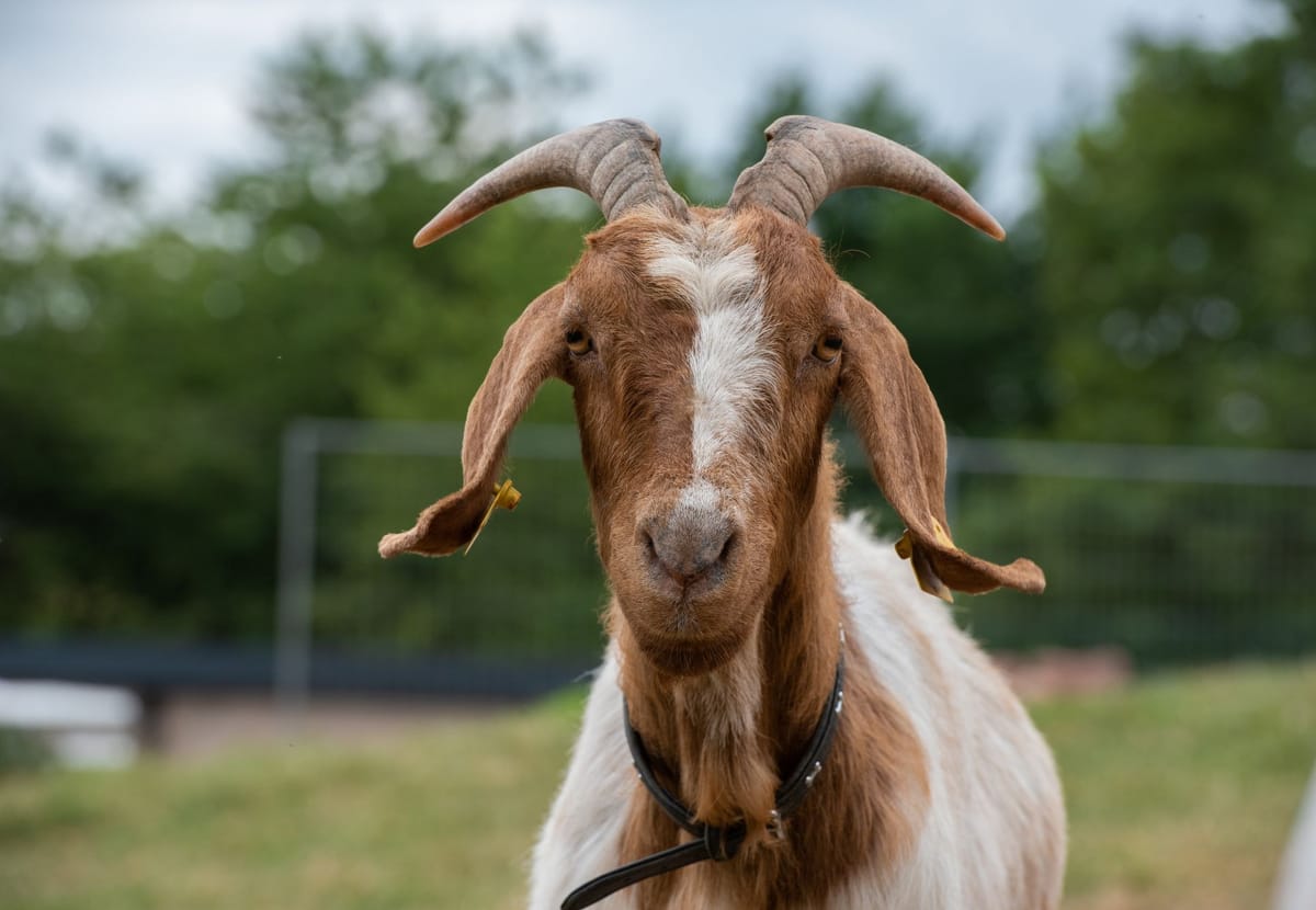 The Bleating Edge: A Goat's Meditation on Smartphones