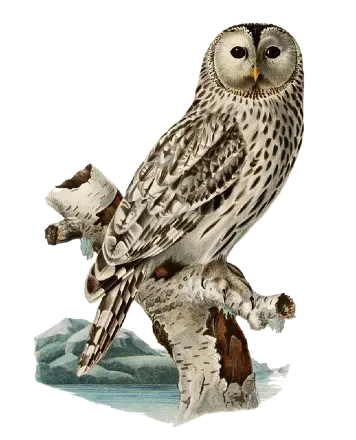 🦉 You're Alone, Darlings, While the Universe Watches You Scroll